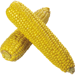 Corn PNG image-5272